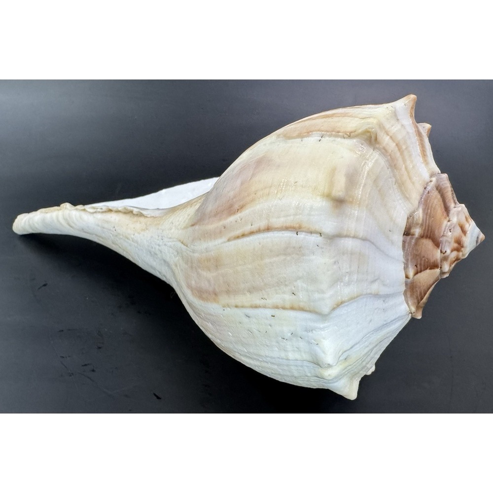 Large 12" Natural Lightning Whelk Shell Coastal Beach Nautical Ocean Decor Left - Picture 6 of 16